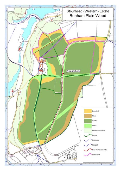 forest plan