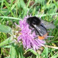 bumblebee on flower