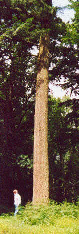 Douglas Fir