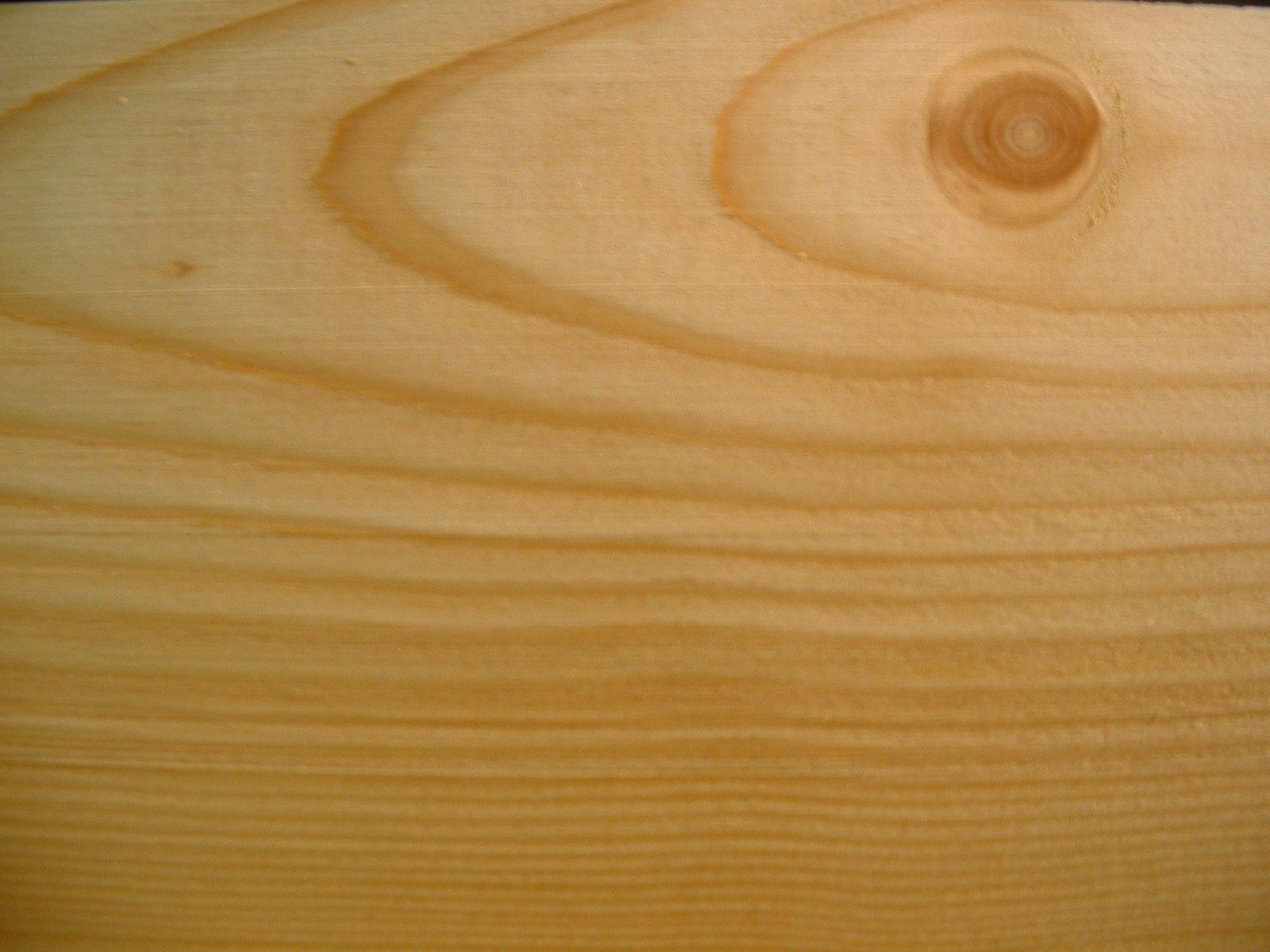 larch_sample.JPG