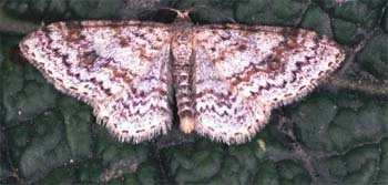 waved carpet moth