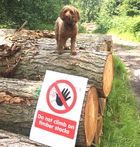 dog standing on timber stack