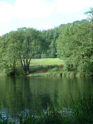 lake with trees