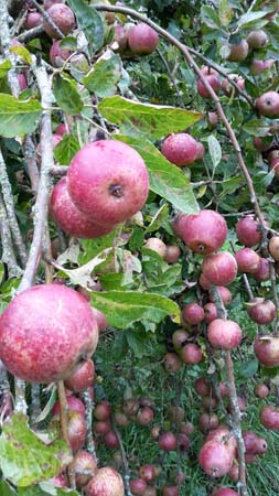 apples on a tree