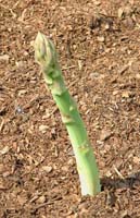 asparagus growing