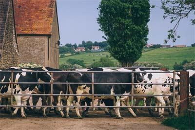 cows coming from milking