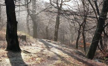 frosty path