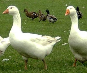 geese in field