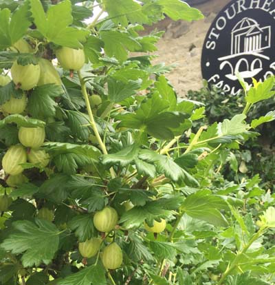 gooseberries on bush