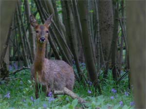 roe deer