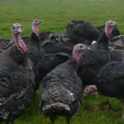 turkeys in a field