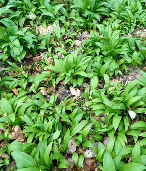 wild garlic growing